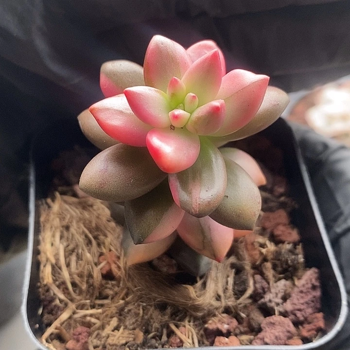 黑美人复轮锦多肉植物