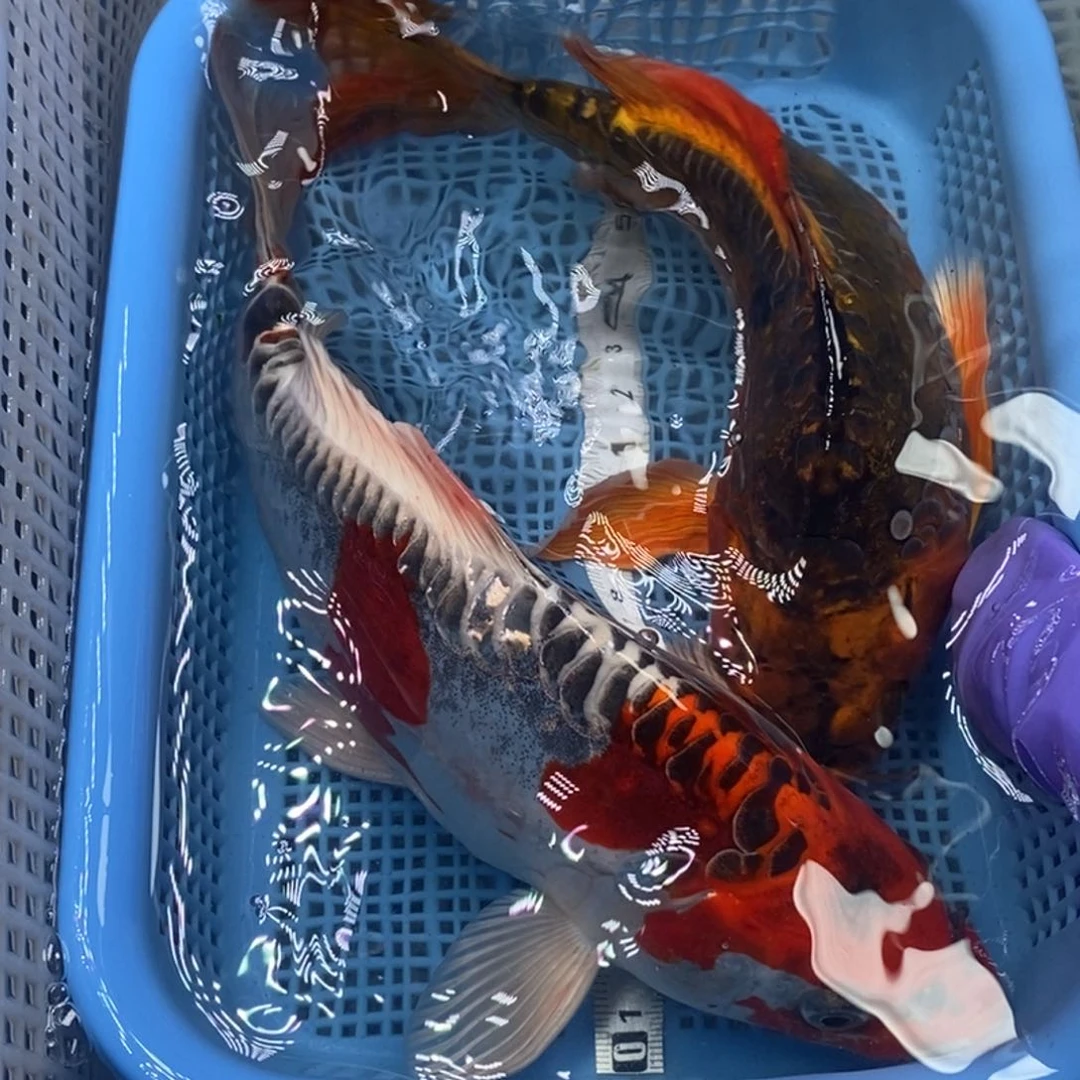 锦鲤冷水锦鲤包邮