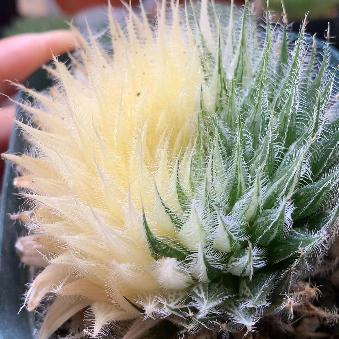 阴阳锦实生原始种玉露锦