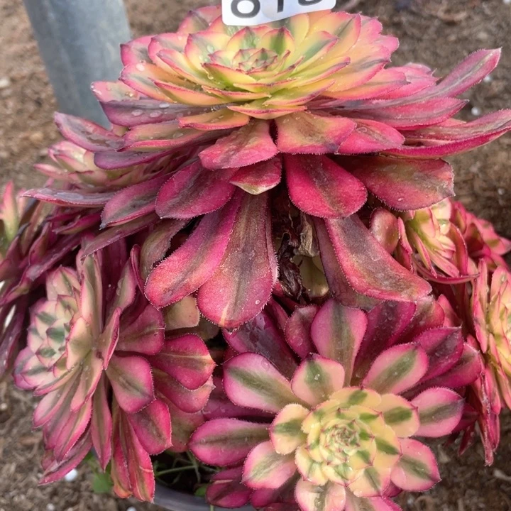 818多肉植物月蝉