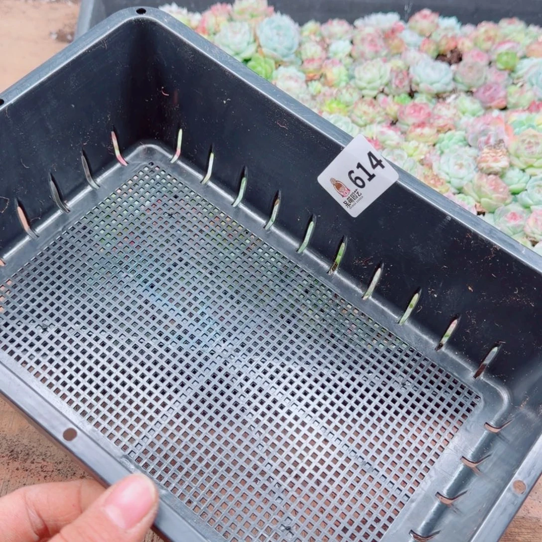 文***文多肉植物多肉植物