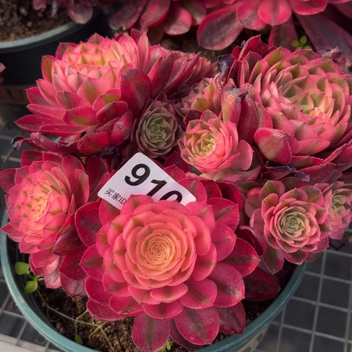 910倾城20厘米嫩庄