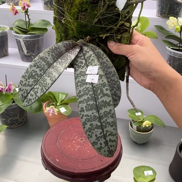 当前无花栽培后可以开花板植实生西雷利 苗情好 板植做福利