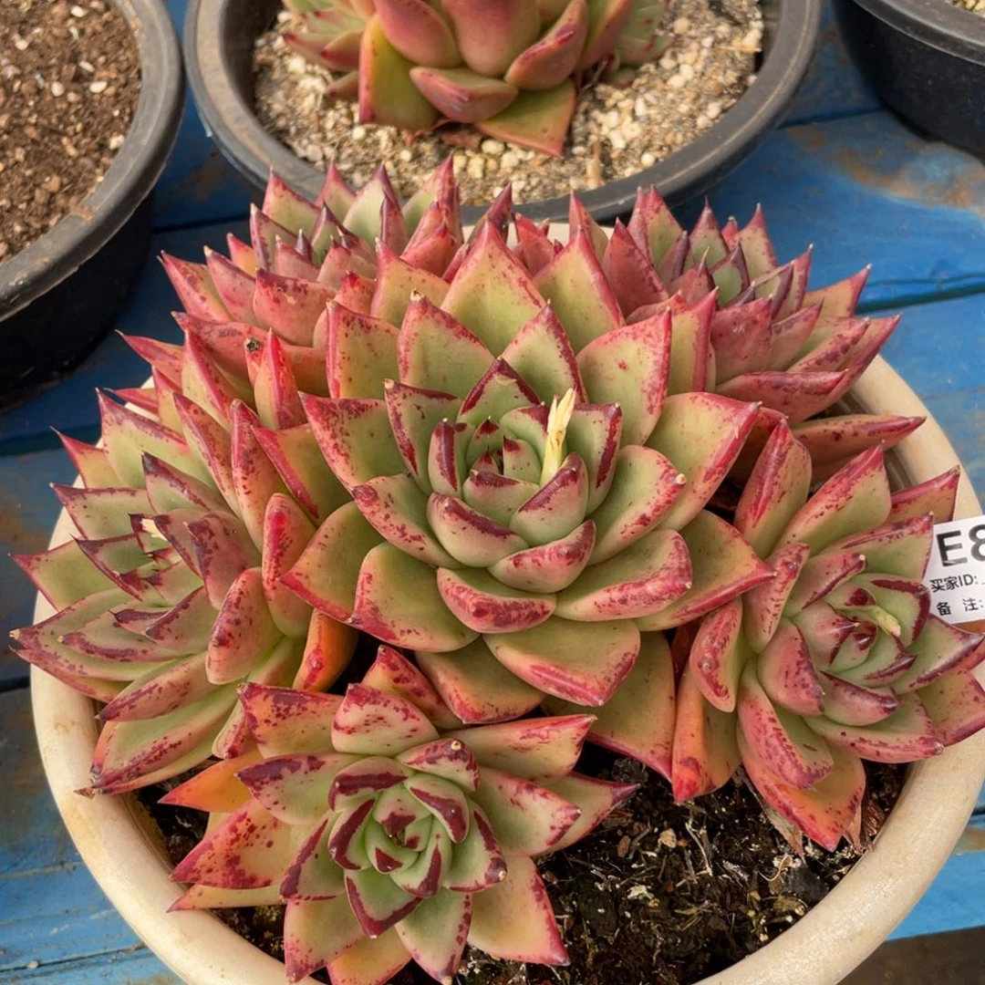 无花朵若如东云组拍E842