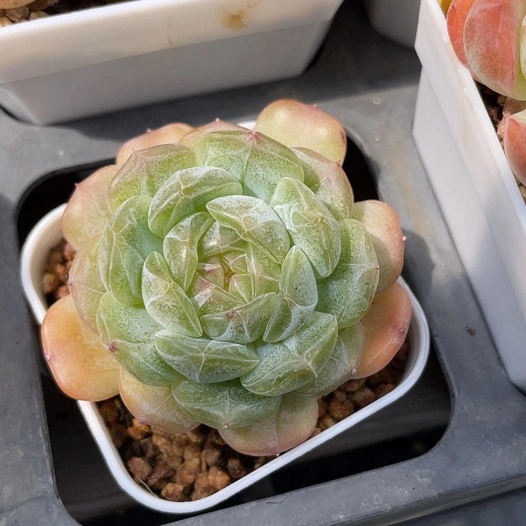 优选白恋福利191