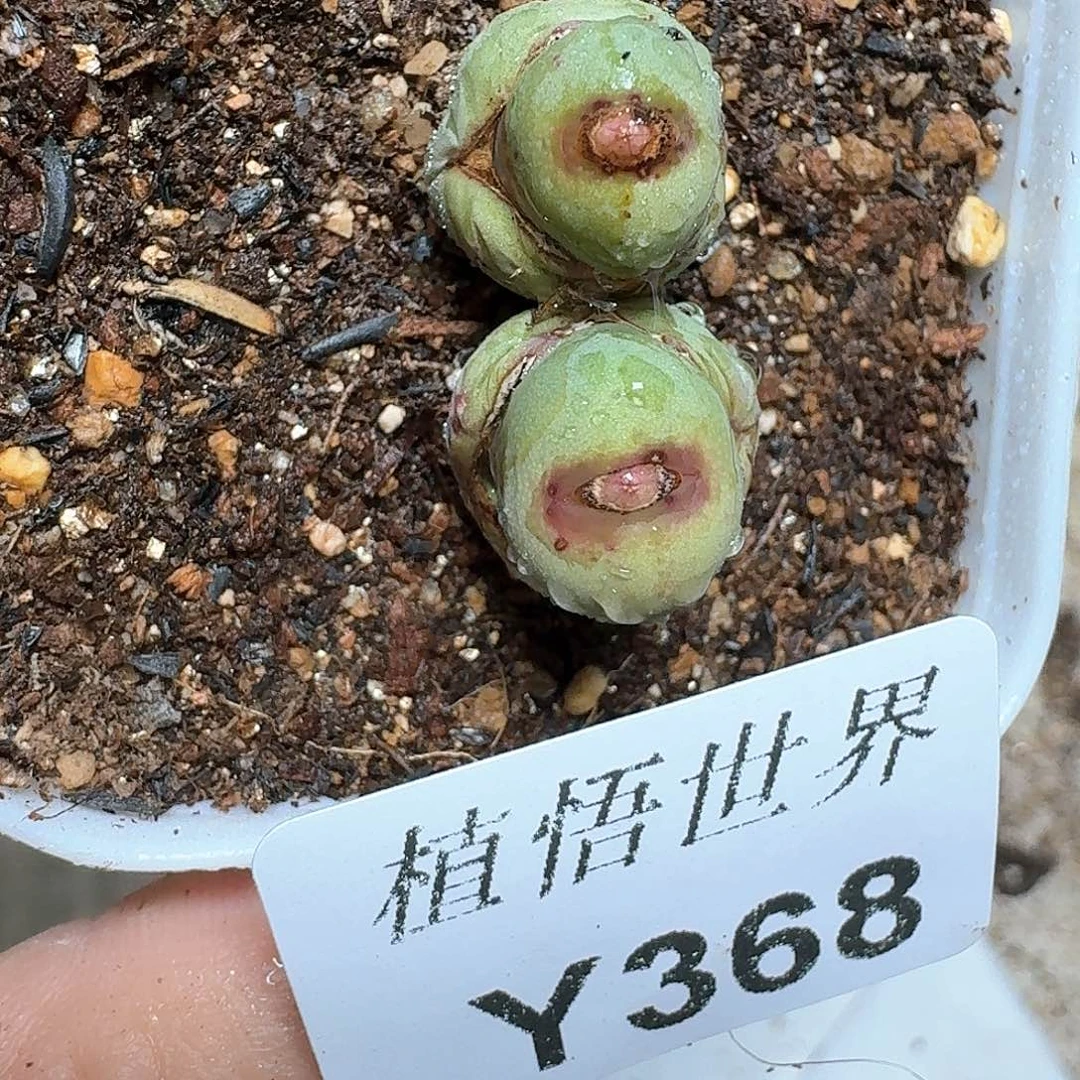 368盒多肉植物哇f c