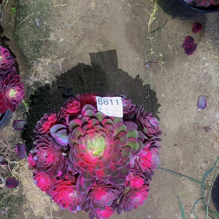 夏*?黑魔811000000000000