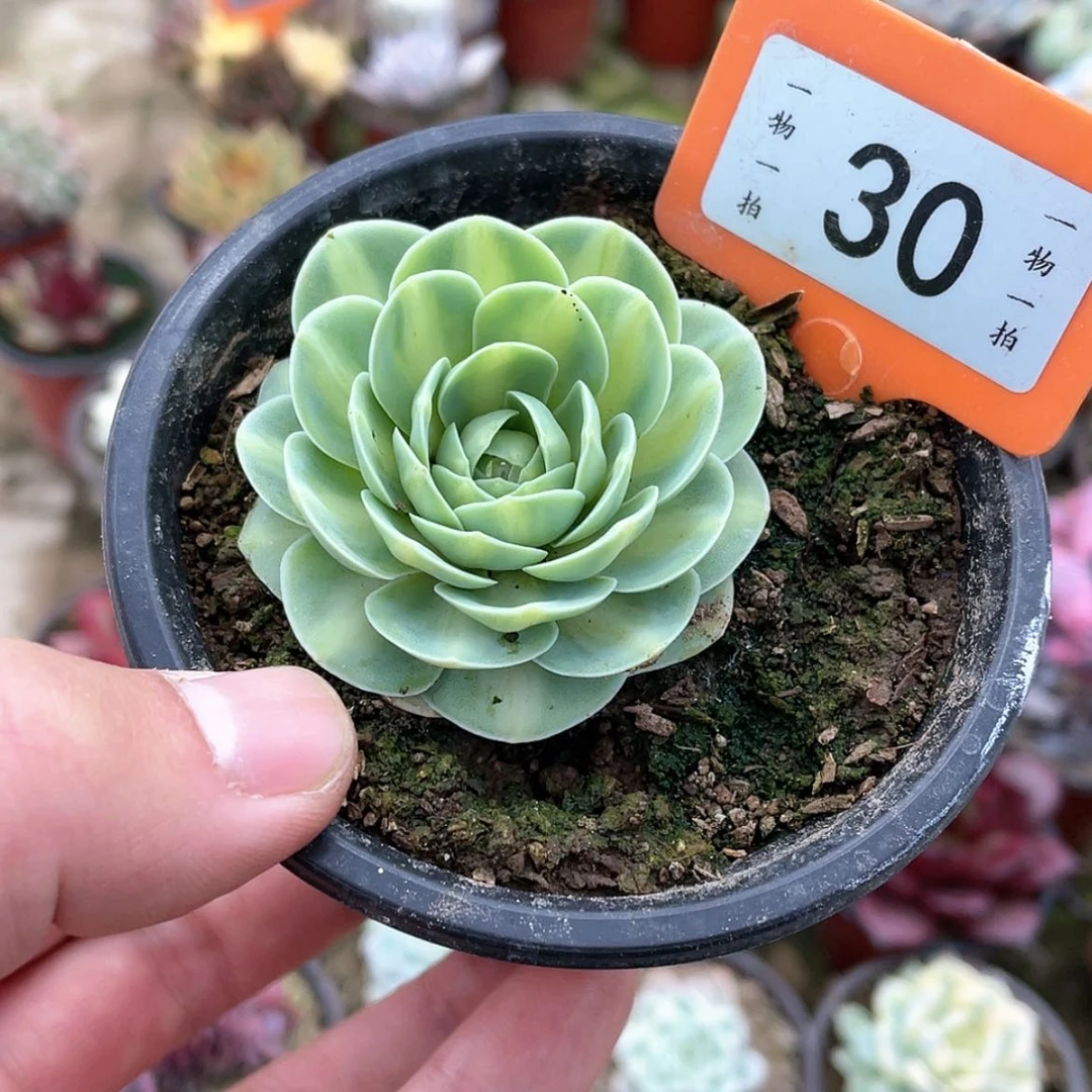 【闪购商品】愚*鹤30号的