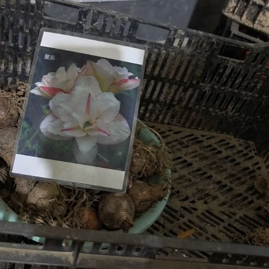 当前无花栽培后可以开花星系4厘米裸根球