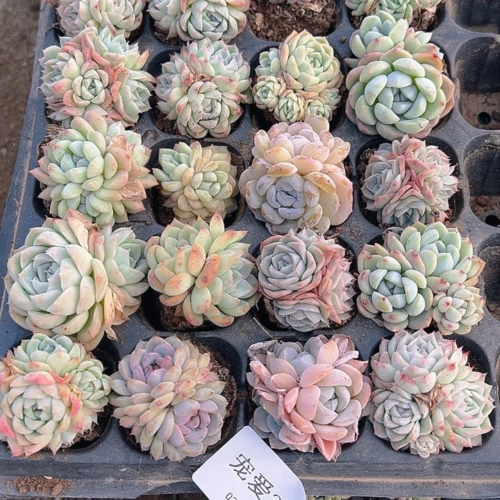 直播福利一物一拍32