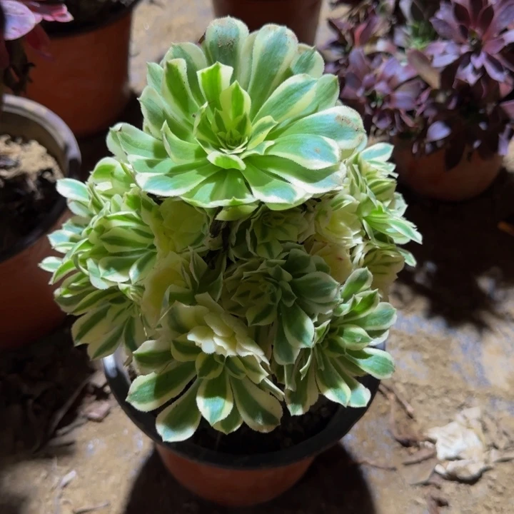 迈巴赫周正9.9。