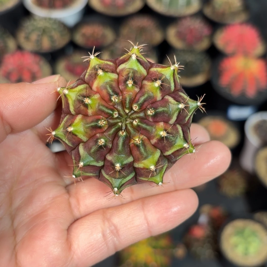 泰系实生米哈仙人球83号