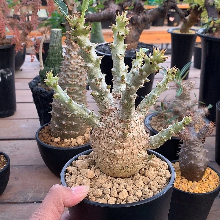 温莎瓶干888888888888