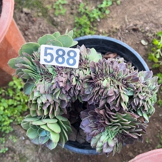 满***跳多肉植物一个花月夜588