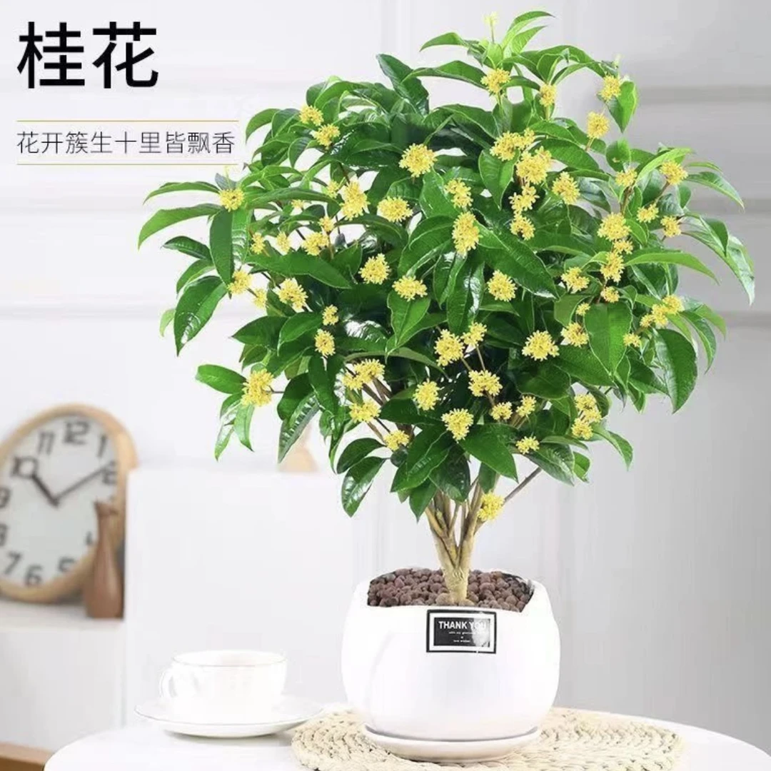 四季开花浓香型桂花室内阳台盆栽花卉庭院地栽桂花树苗