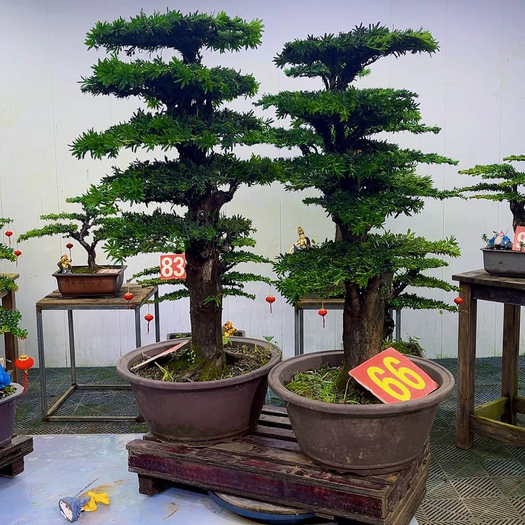 无花朵罗汉松盆景艺术作品