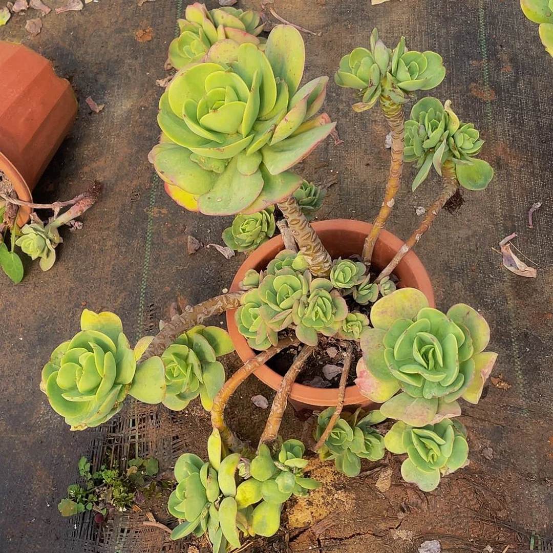 鸡蛋碧桃36.8妖装多肉老桩