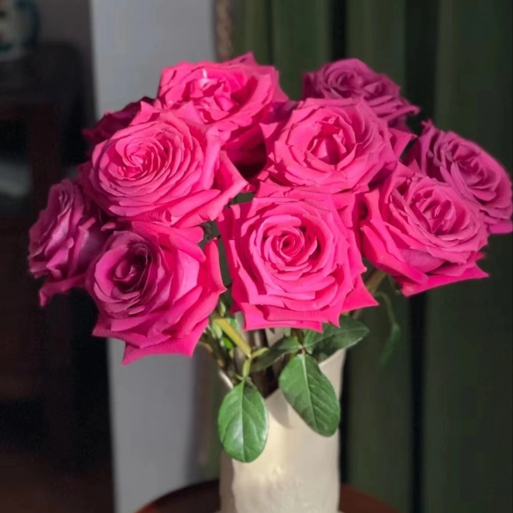 亿亩花田 A级玫瑰鲜花云南直发家用水养瓶插昆明基地鲜切花