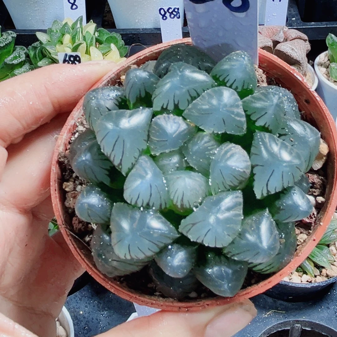 孔明灯多肉植物6666