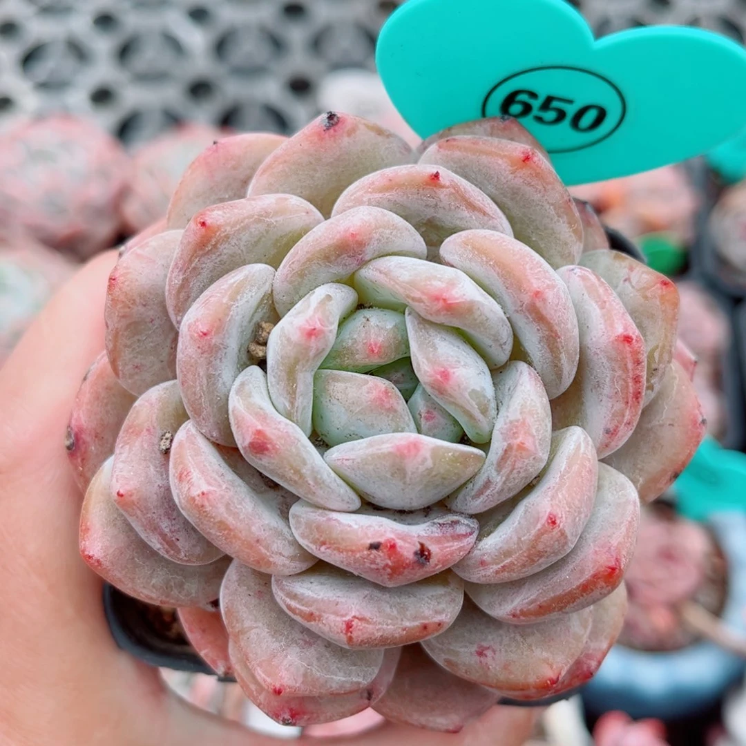 风靡园艺老桩星影单头