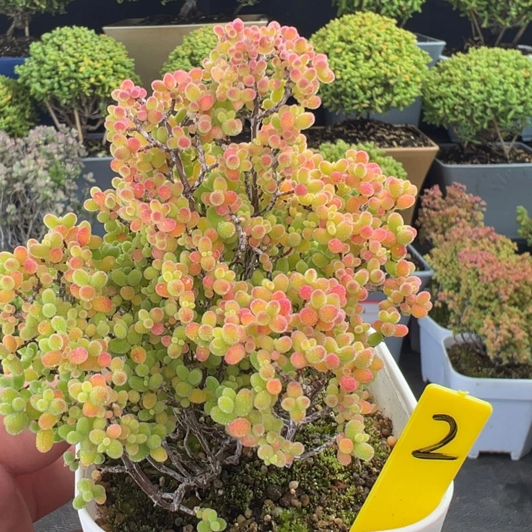 蜜橘彩蜜橘2号6.5cm盆