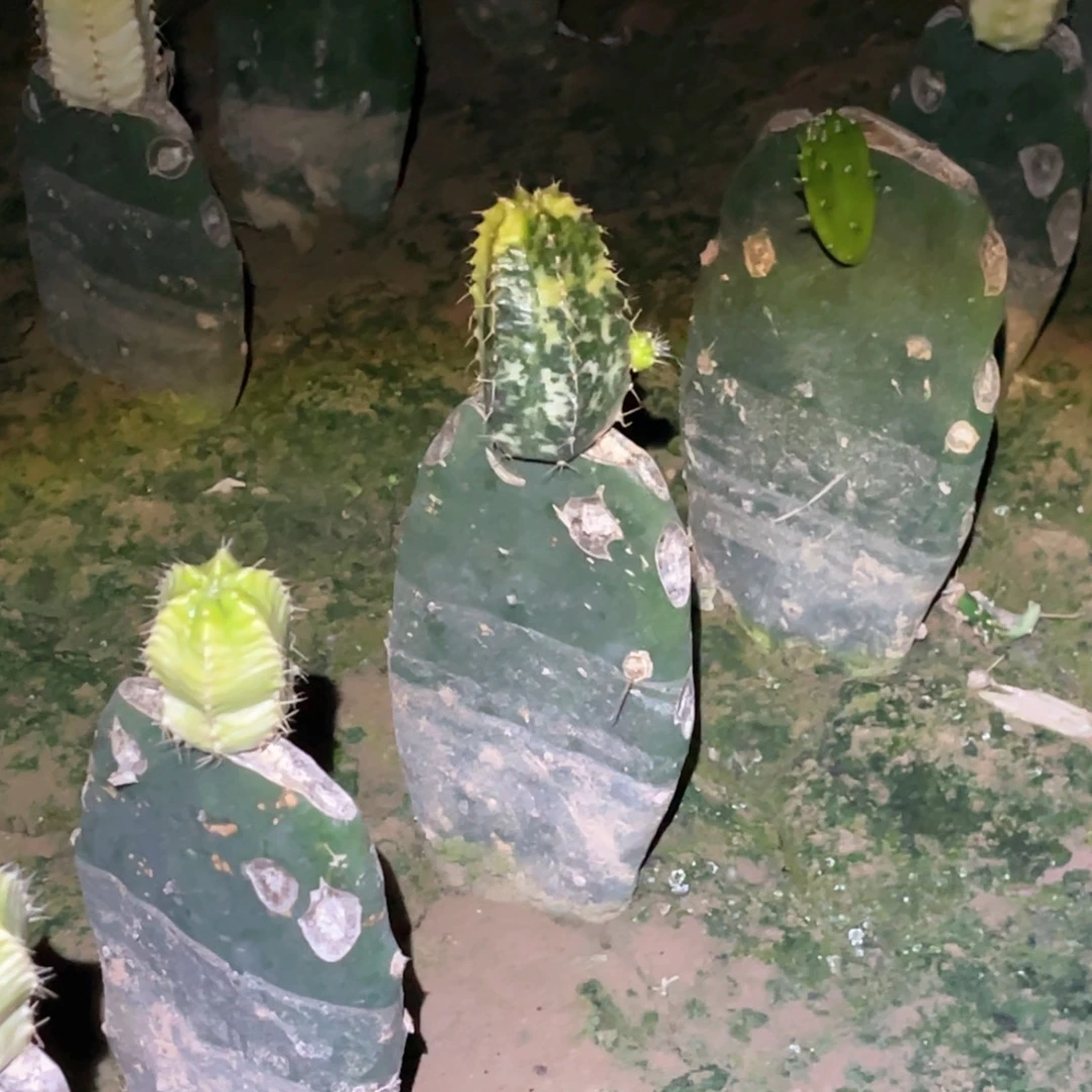 月***级宇宙殿锦 嫁接无根掉侧芽无售后