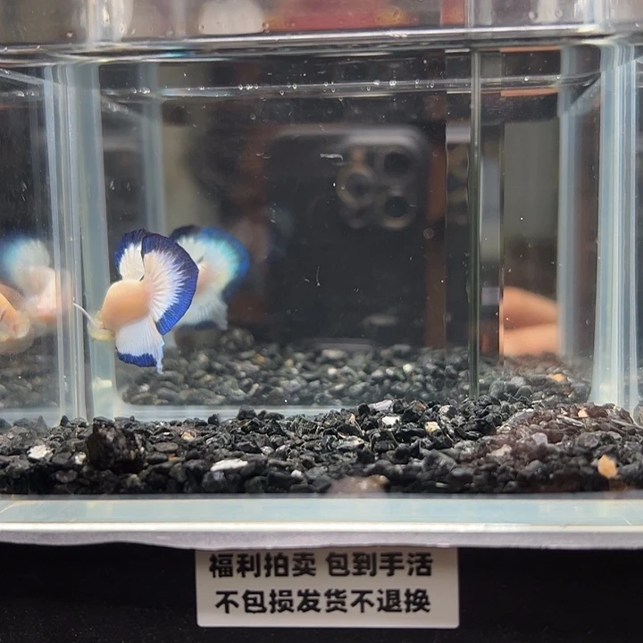 斗鱼一单包邮13日19