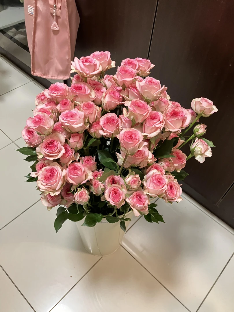 方德星荷如梦泡泡  (多头洛神)   多头玫瑰  无土栽培花期长 鲜花