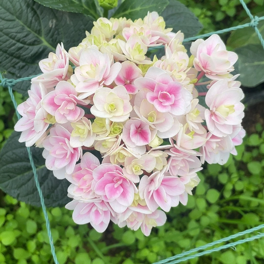 完全开放绣球切花一物一拍3枝起包邮，7