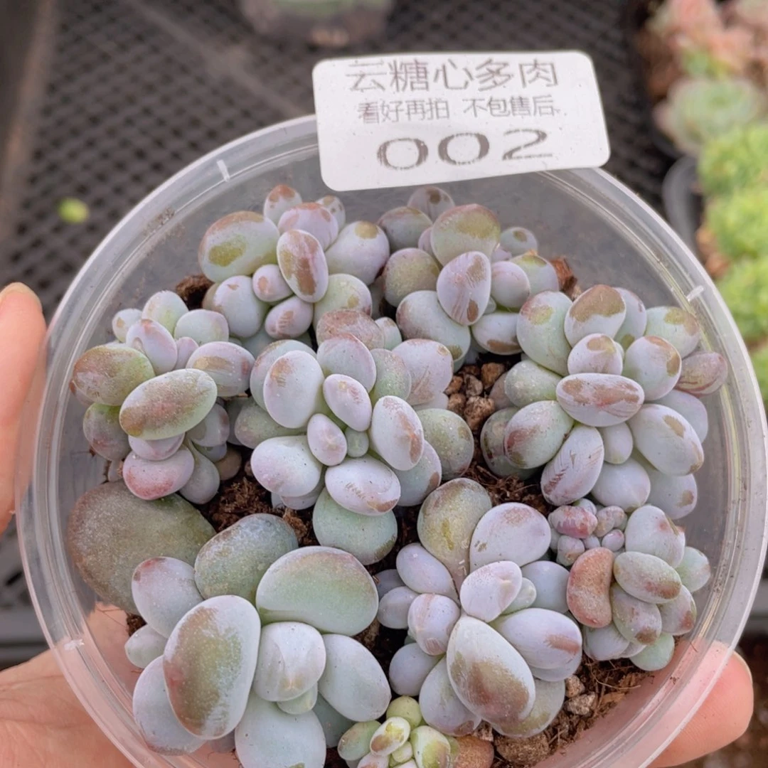 云糖心多肉植物002