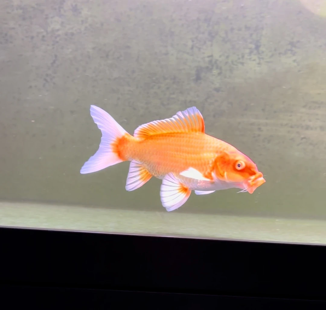 观赏鱼，精品蝴蝶鲤