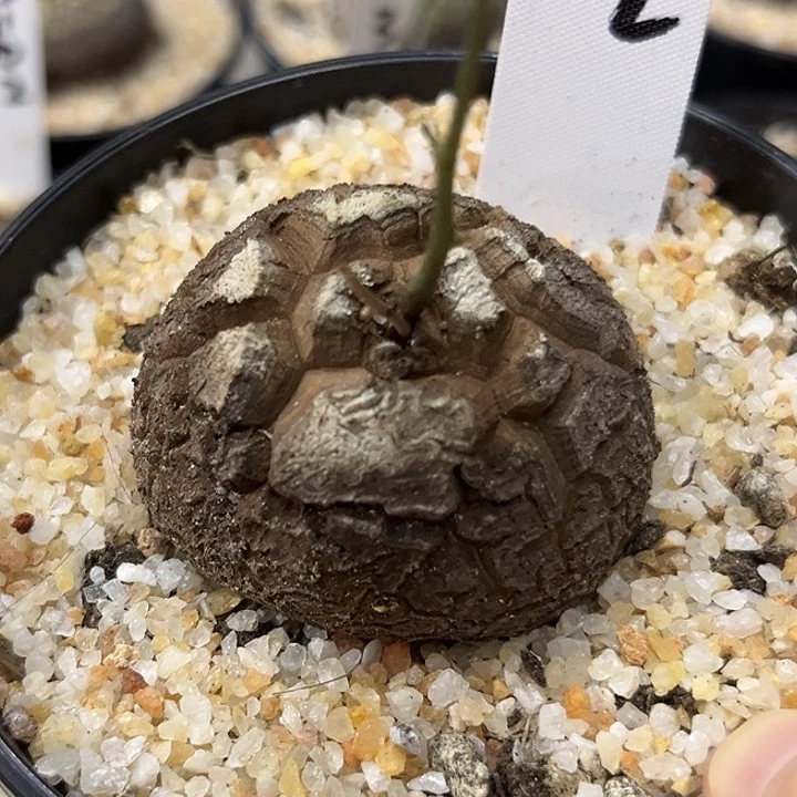 潮流植物精品南非龟，3072