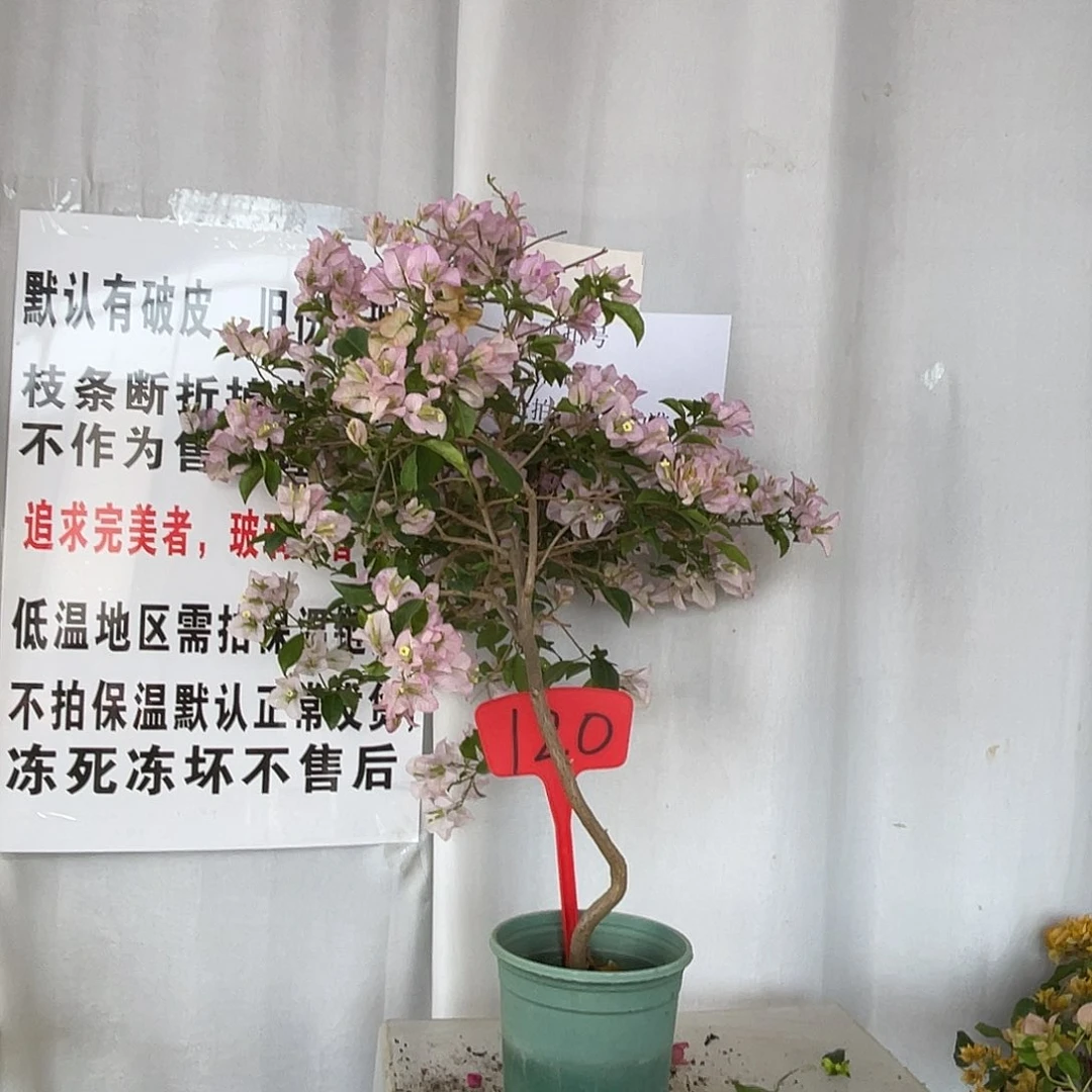 当前无花栽培后可以开花120绿叶丽娜