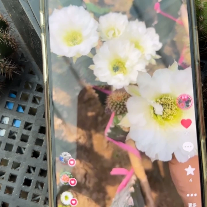 纯爱无根侧芽四公分左右Y