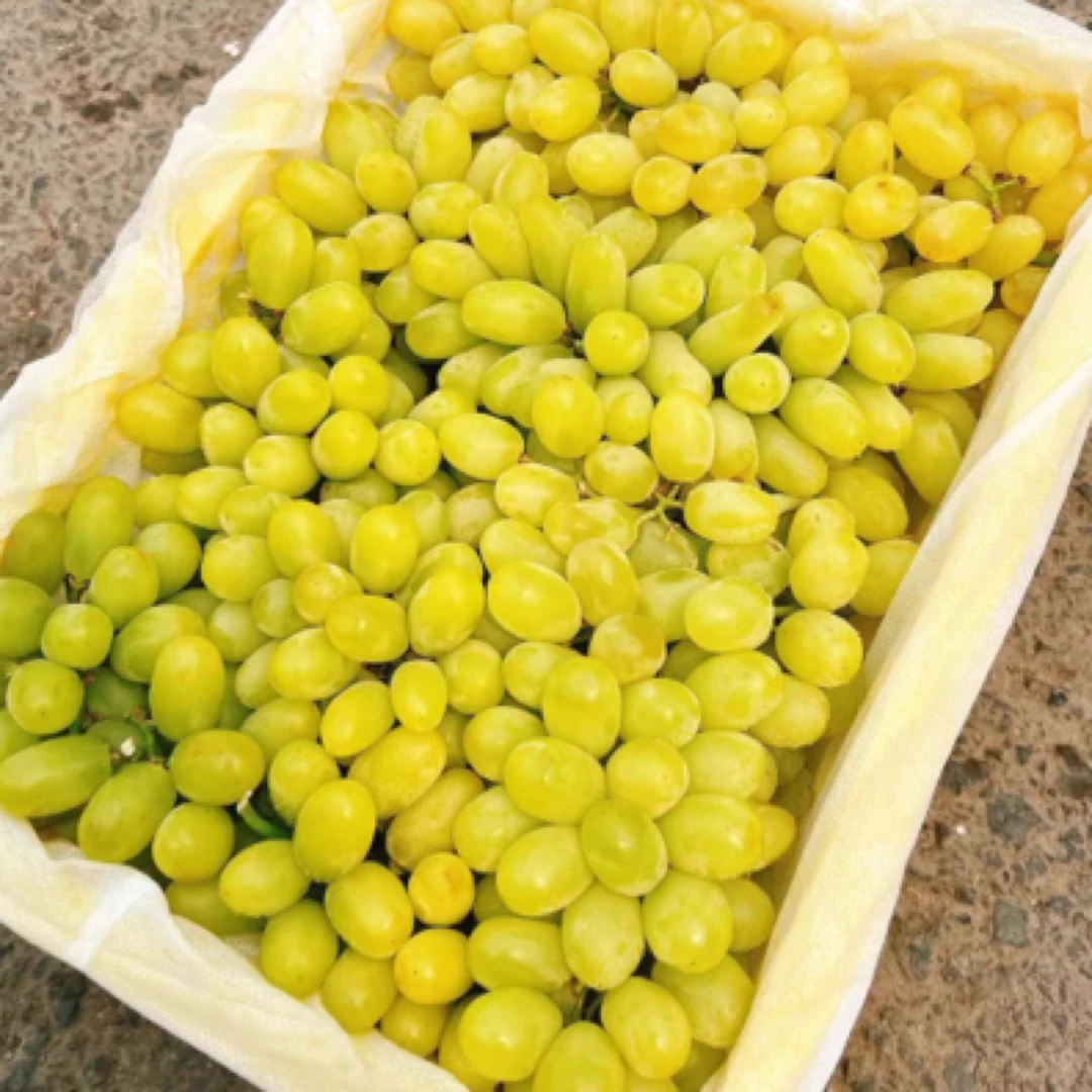 新疆小蜜蜂葡萄 新鲜水果 应季水果新疆维吾尔自治区