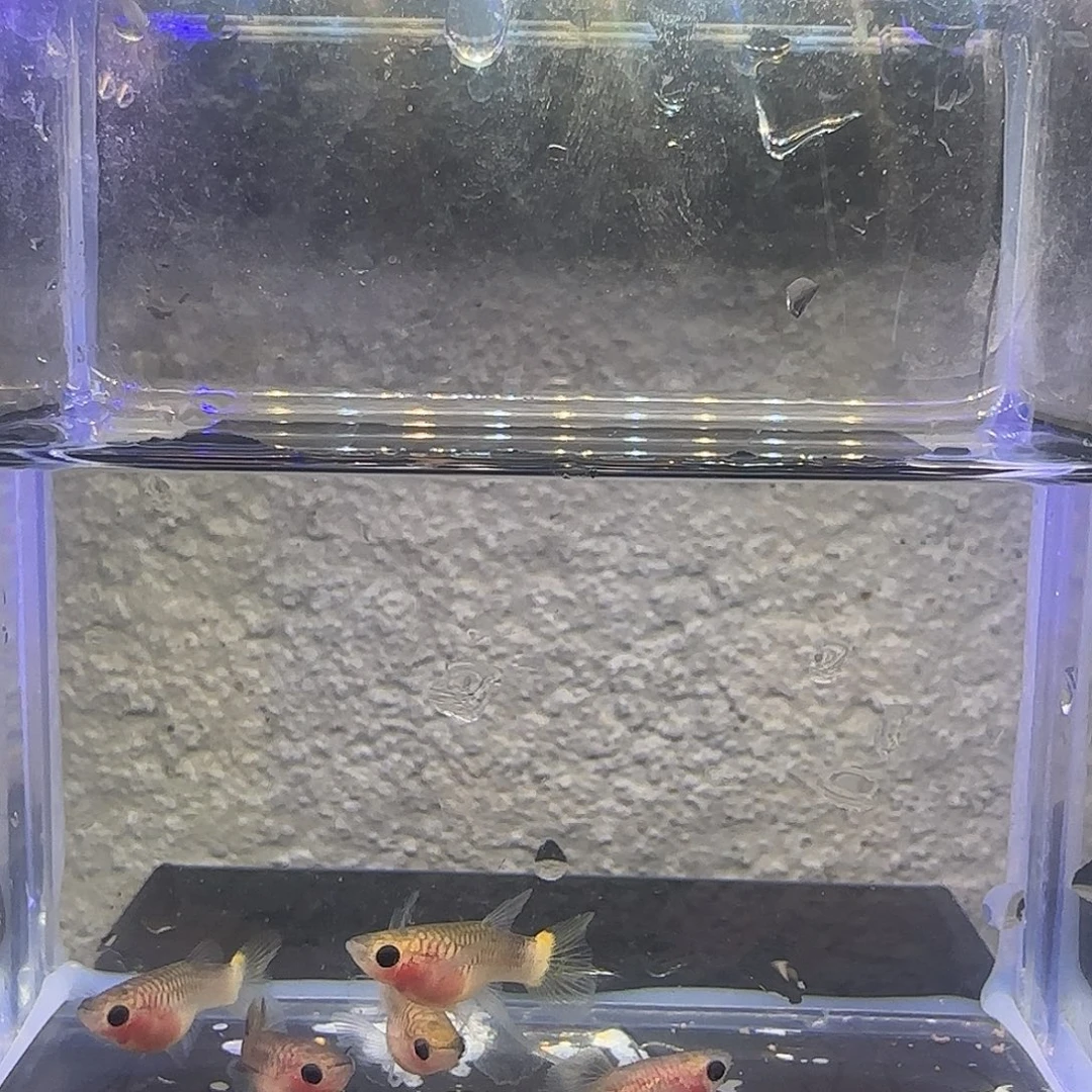 孔雀鱼蛇纹粉猫2对