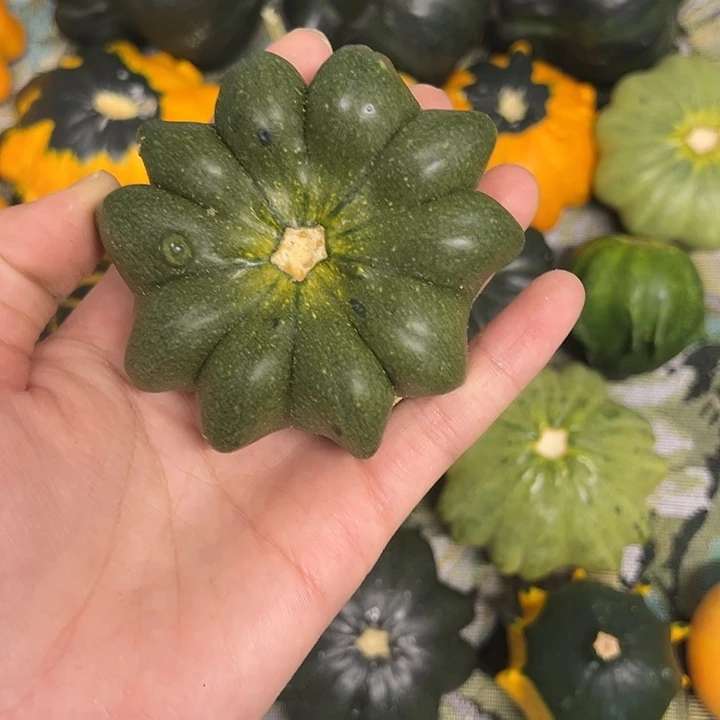 番**?墨西哥葫芦葫芦葫芦糊涂