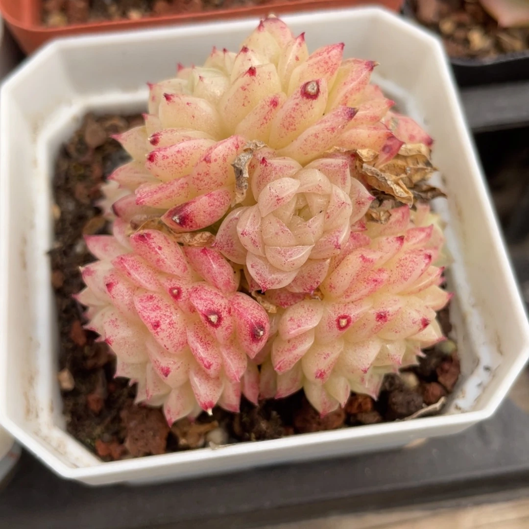 优选麦秆福利2154