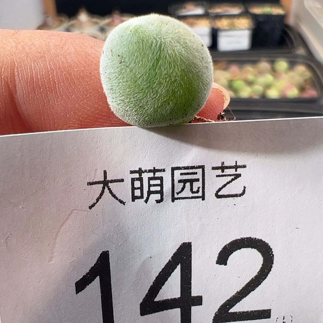 有疤。           142