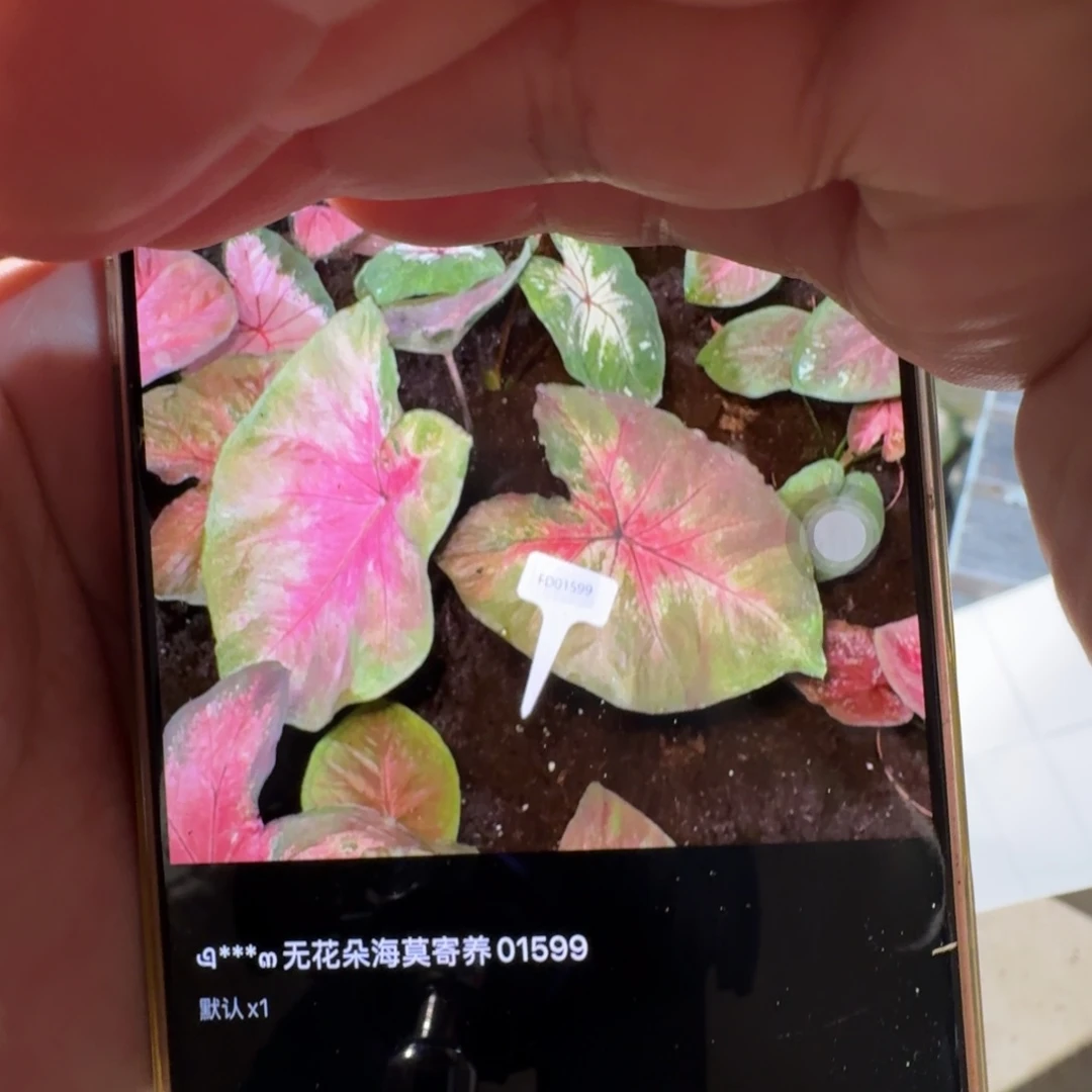 无花朵海王   01599  兜兜专拍