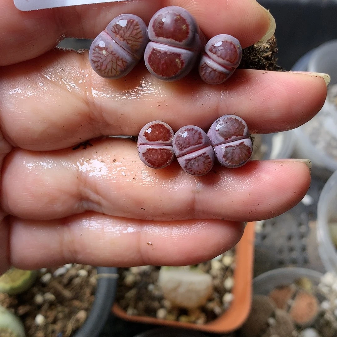 E219多肉植物保护