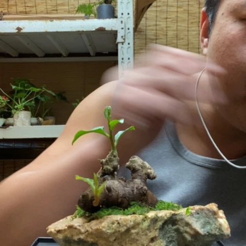 红陶一物一拍所见即所得208