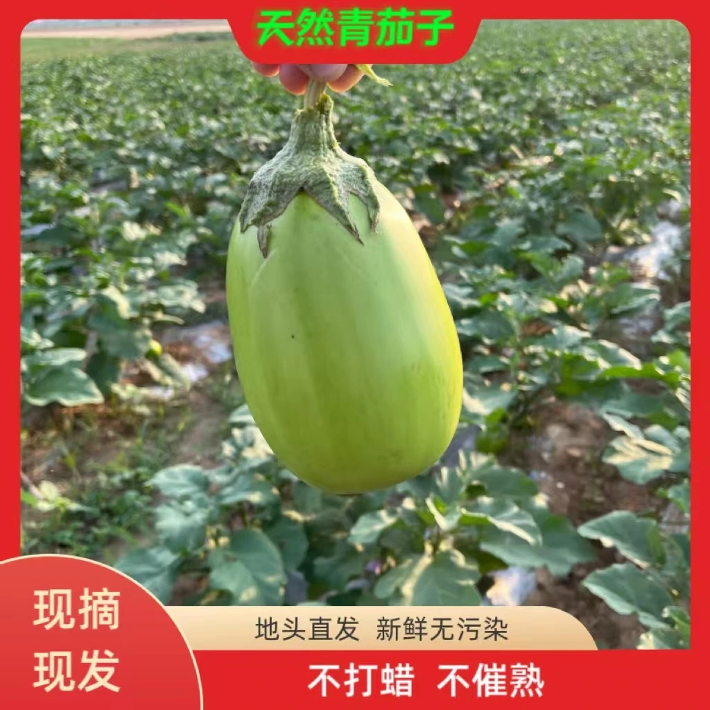 河南产地直发鲜嫩青茄现摘当季蔬菜5斤绿茄红烧茄子肉沫茄子