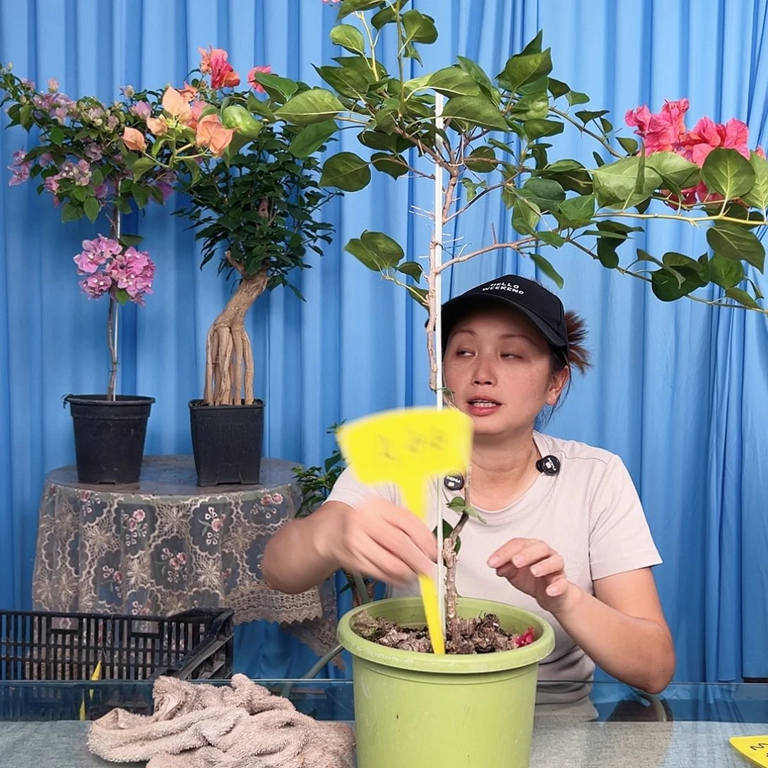 爱***主大部分开放少量花苞A44暗夕