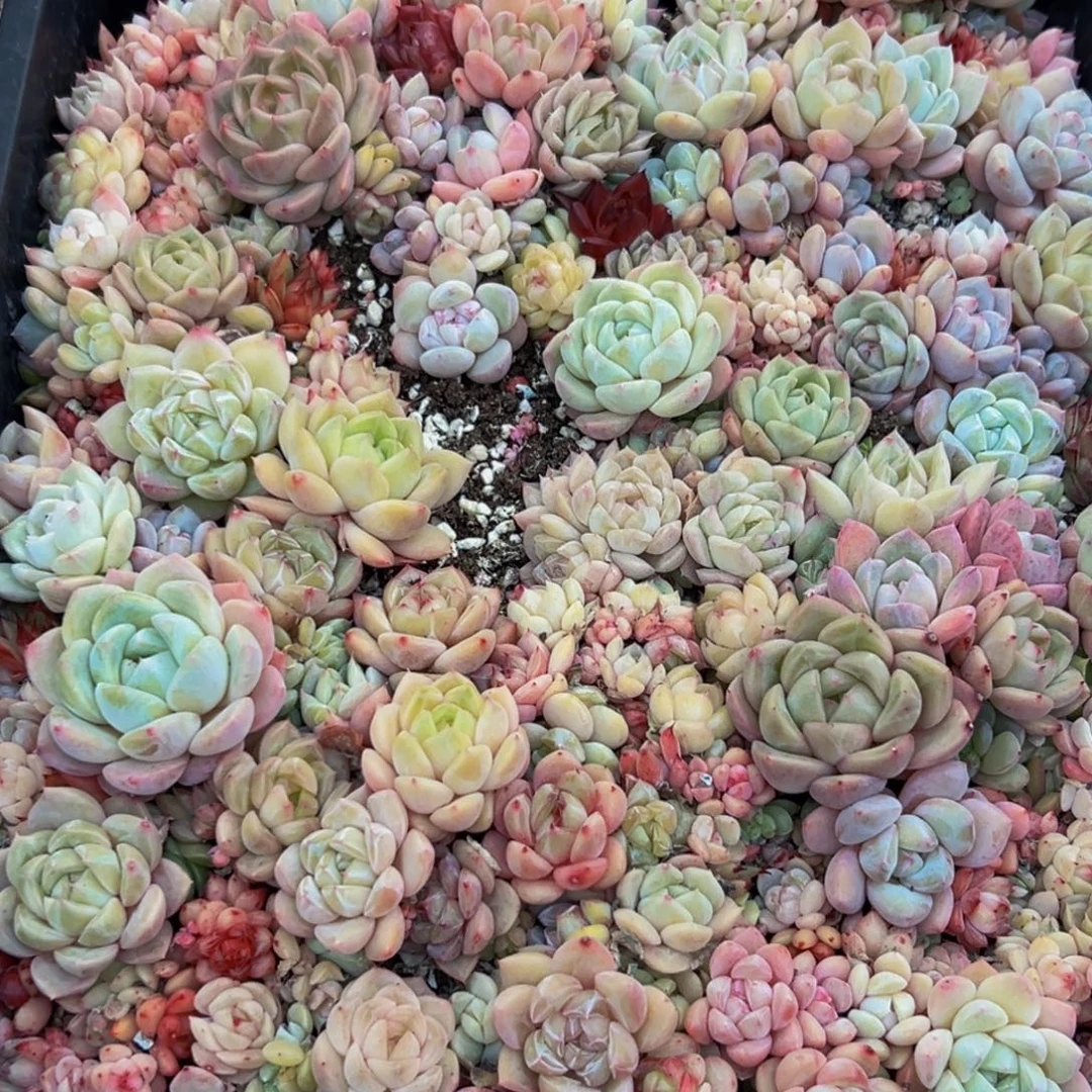 602多肉葡萄的味道是真的