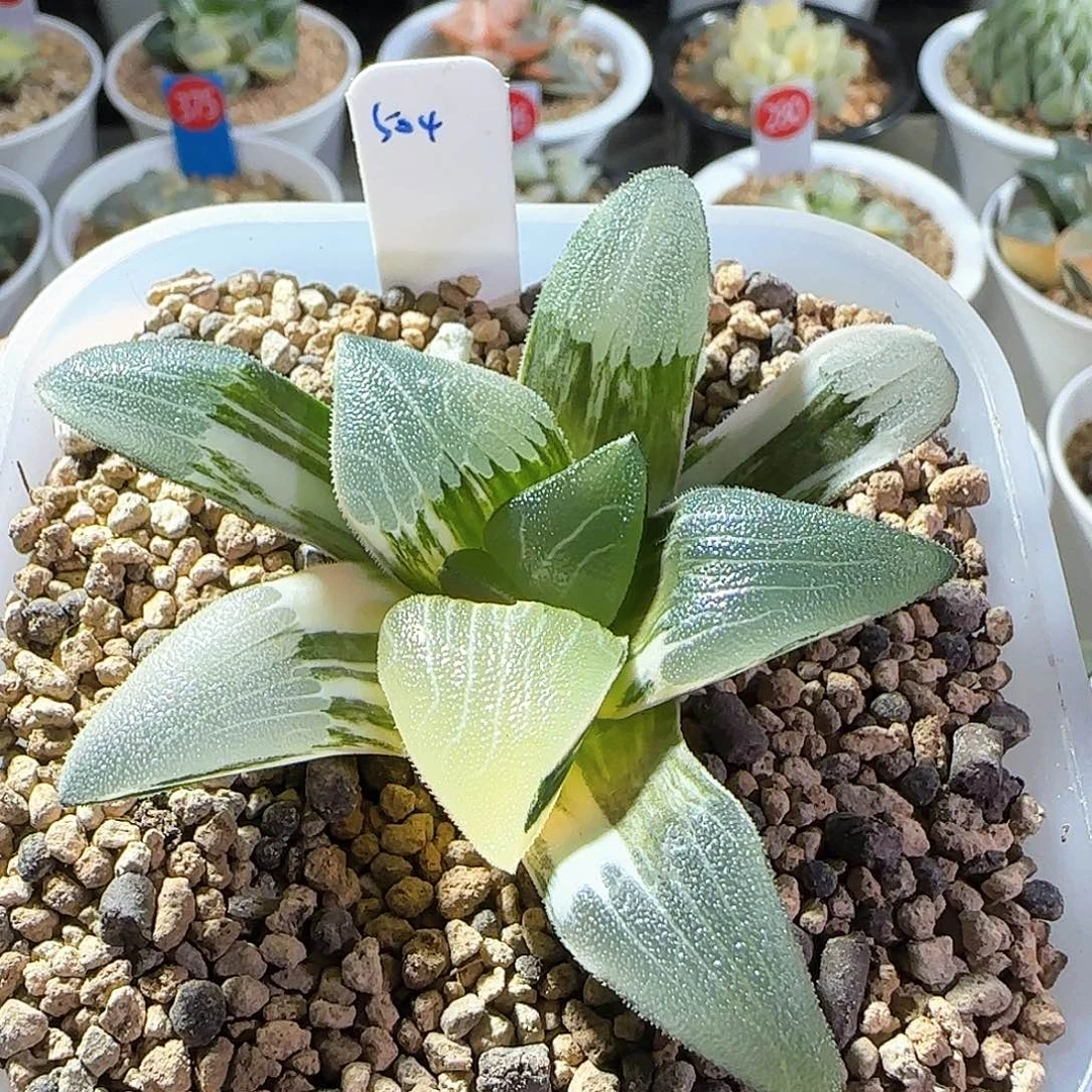 504号大型糯窗朱庇特克锦一物一拍带盆土