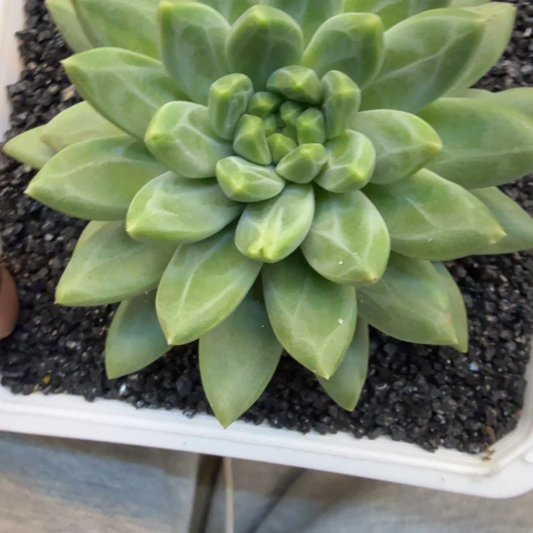 旁***白苍梧寄养一物一拍