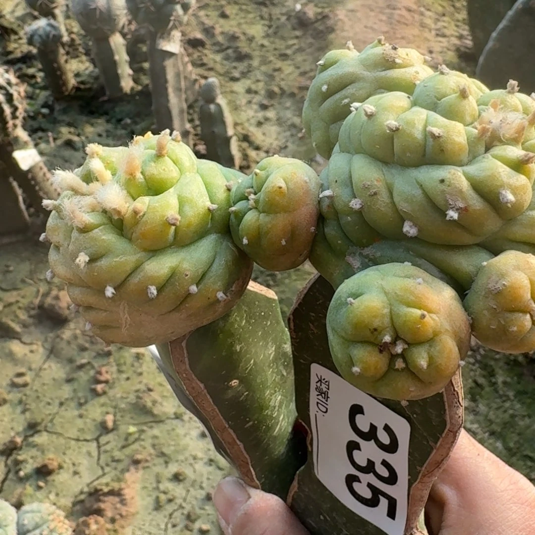 【闪购商品】用****8332.335两颗鲜