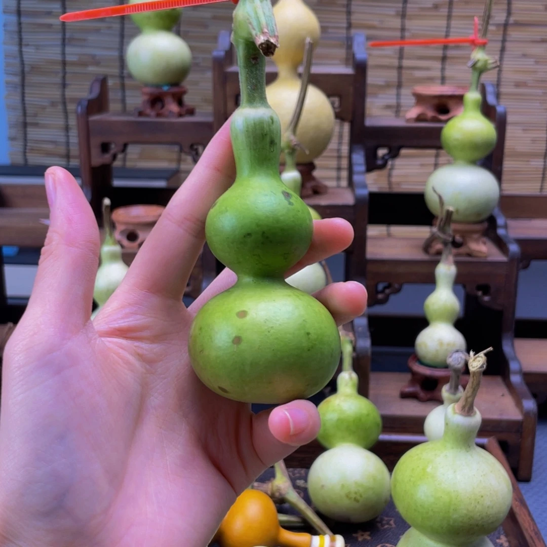 独***忆我是一只小小鸟地域文化特色