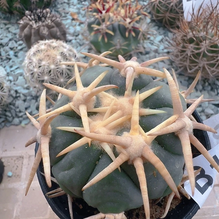 白刺翠屏。 苗接落地自根出根芽